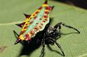 Gasteracantha_westringi_D7299_Z_89_Territory Wildlife Park_Australie